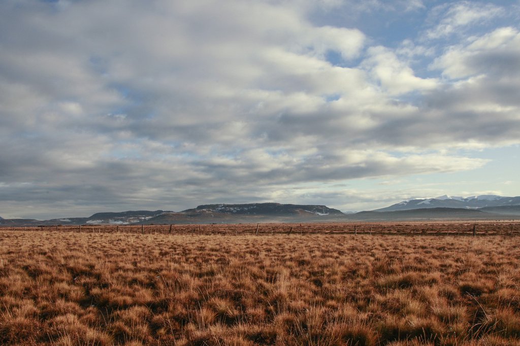 Pampas în Patagonia. Foto: Sandro Cisternas / Pixabay