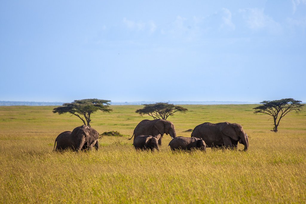 Savană din Africa, elefanți. Foto: Dan Sudermann / Pixabay